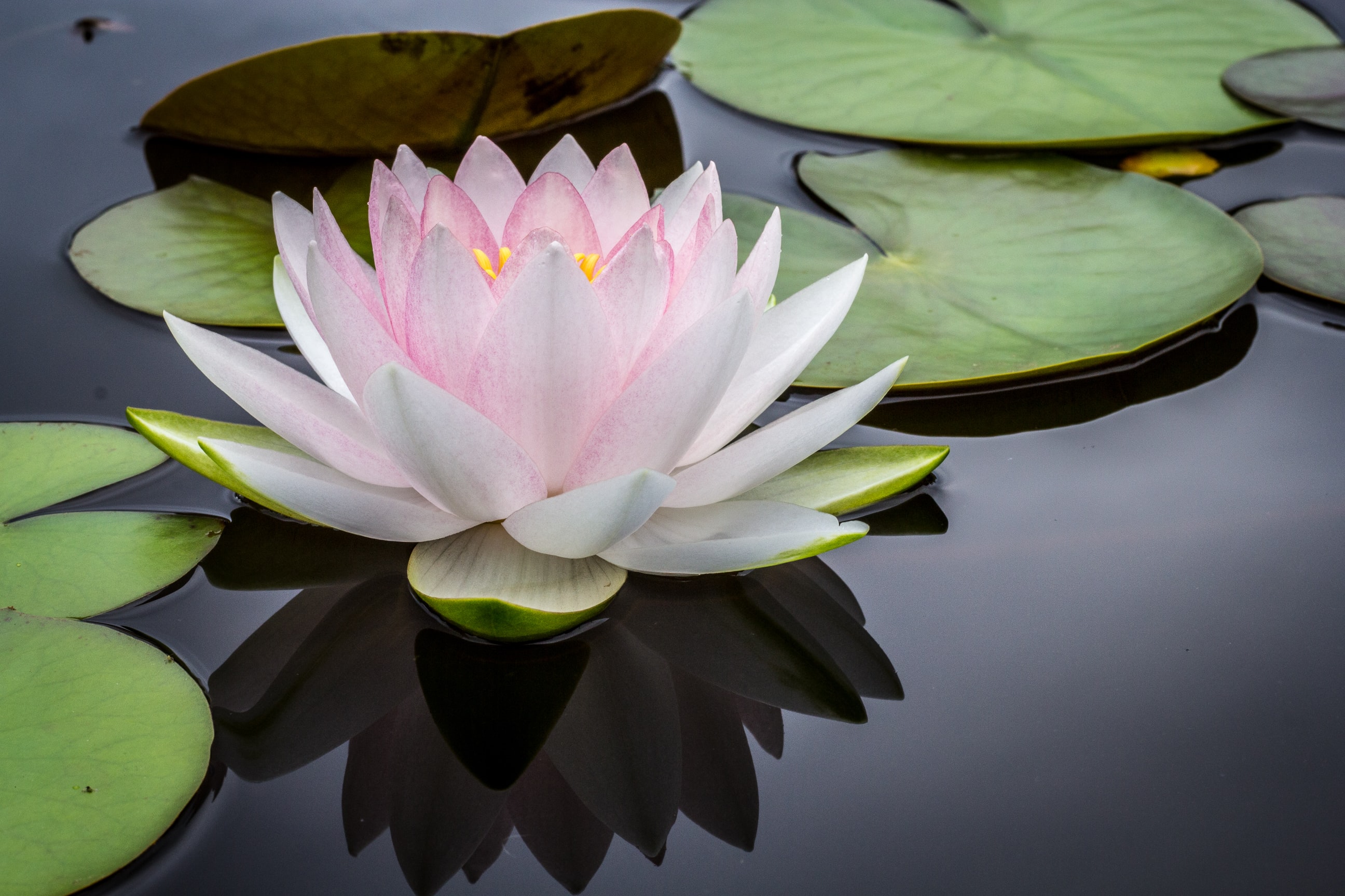Pink lotus floated on dark pond.